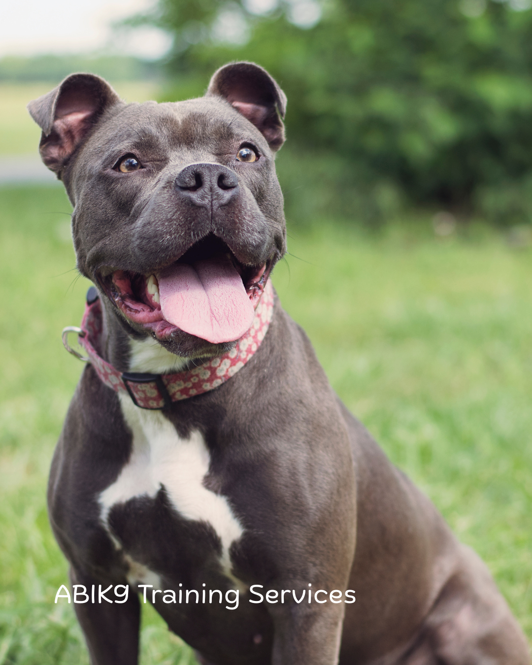 Dabble Dog Sports pet services